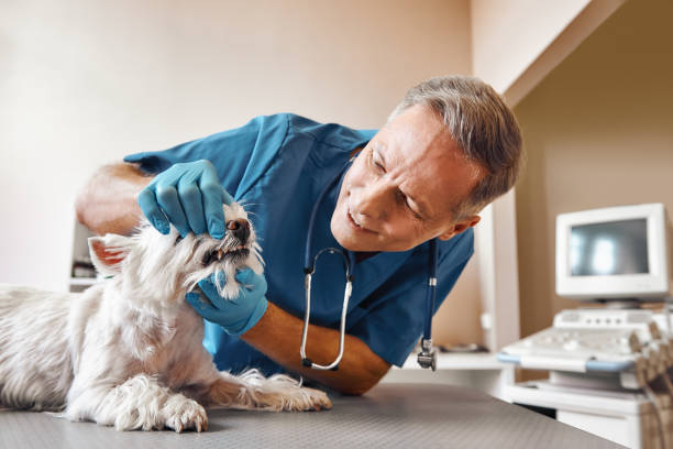 Best Emergency Gum Treatment in Madison, MS